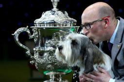 Crufts 2019 Papillon的Dylan加冕為最佳秀