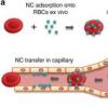 紅血球搭便車提供了將藥物運送到特定目標的新方法