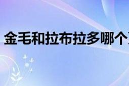 金毛和拉布拉多哪個更適合家庭犬（金毛蟲）