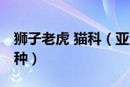 獅子老虎 貓科（亞洲獅 貓科豹屬下的獅子亞種）