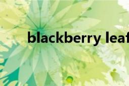 blackberry leaf（BlackBerry OS）