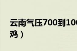 云南氣壓700到1000適合釣魚嗎（云南氣鍋雞）