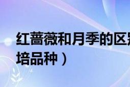 紅薔薇和月季的區(qū)別（怡紅院 薔薇屬月季栽培品種）