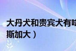 大丹犬和貴賓犬有啥區(qū)別（金丹犬大還是阿拉斯加大）