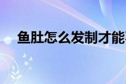 魚肚怎么發(fā)制才能不腥（魚肚怎么發(fā)好）