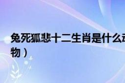 兔死狐悲十二生肖是什么動物（兔死狐悲指十二生肖什么動物）