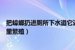 把蟑螂扔進(jìn)廁所下水道它還能活嗎（一只蟑螂能否在下水道里繁殖）