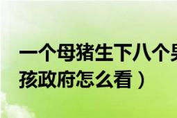 一個母豬生下八個男孩（關于母豬生下8個小孩政府怎么看）