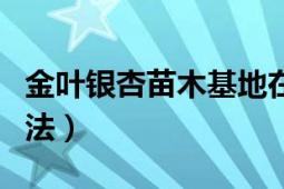 金葉銀杏苗木基地在哪（金葉銀杏正確種植方法）